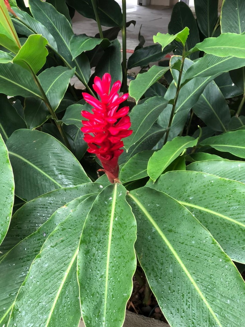 Alpinia purpurata