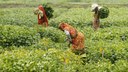 Produção de soja na Índia (Foto: Albari Rosa/Agronegócio Gazeta do Povo)