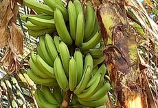 Estudo resultou em um solo mais nutritivo propiciando a colheita de bananas maiores e mais doces.