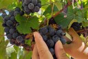 Licores foram produzidos com variedades de uvas cultivadas no Campus Piranhas.jpg