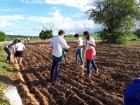 Feijão e Milho plantados por alunos do terceiro ano do Curso Integrado em Agropecuária