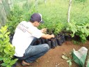 Reflorestamento da caatinga com umbuzeiros fortalece o vínculo com os cuidados ambientais