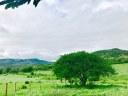 A imponência do umbuzeiro no cenário verde da caatinga após as chuvas recentes.