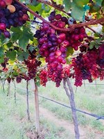 Produção de uvas é destaque no Vale do São Francisco