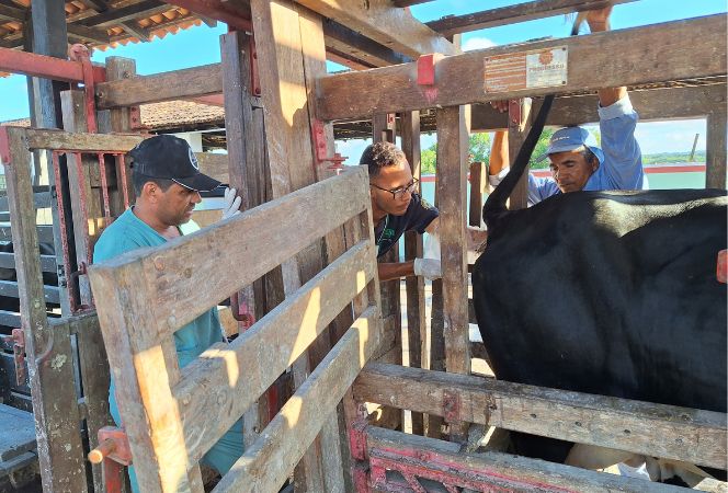 Terceira etapa, aplicação no animal