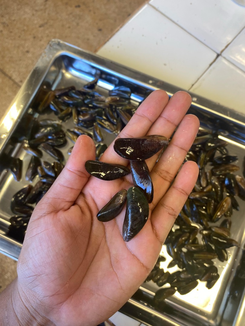 Análise do sururu e das águas coletadas na Lagoa Mundaú são realizadas em laboratório do Campus Maceió.jpeg