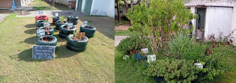 Início do canteiro, em dezembro de 2023 e como está hoje o espaço fitoterápico do Campus Benedito Bentes (fotos: Gerônimo Vicente Início do canteiro, em dezembro de 2023 e como está hoje o espaço fitoterápico do Campus Benedito Bentes (fotos: Gerônimo Vicente